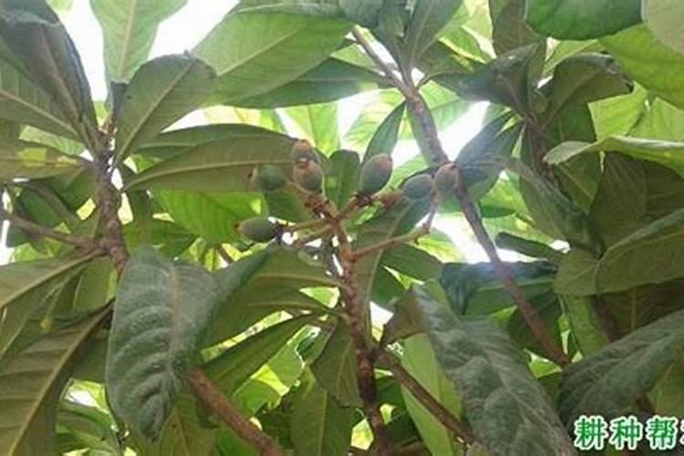 氮肥如何被植物吸收的？