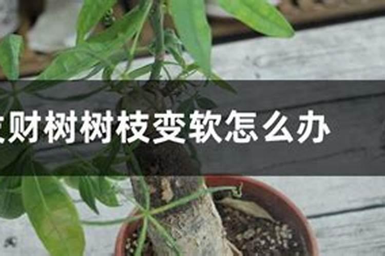 树木施什么肥比较好