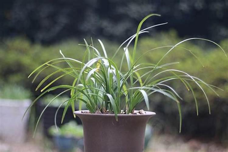 兰花什么季节可施肥？
