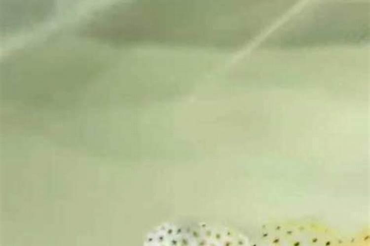 西瓜苗用什么肥料生根快 西瓜苗几月份开始育苗