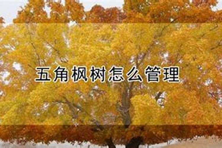 移栽野生五角枫的种植方法