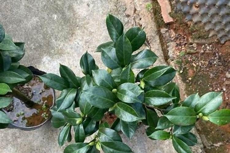 四季茶花用什么肥料好