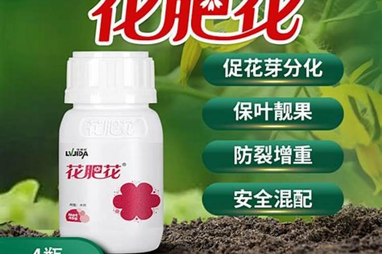 杨梅膨果肥用什么肥最好
