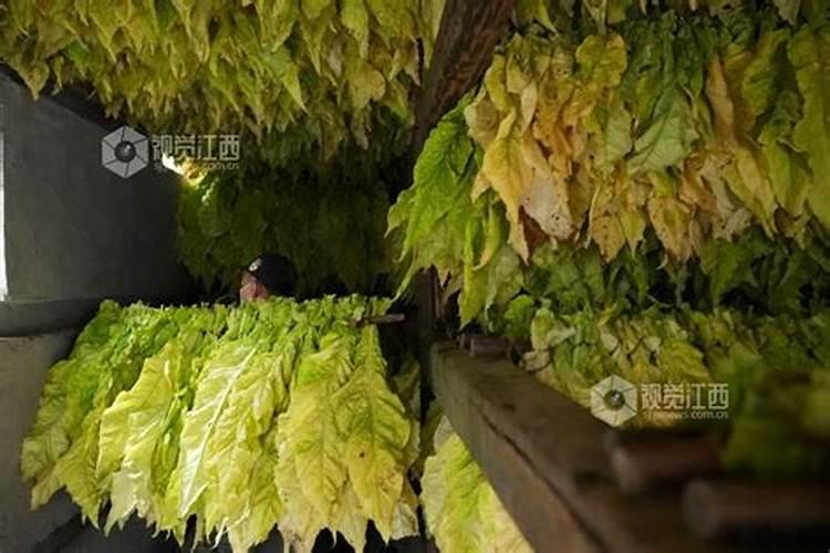 烤烟贪青有什么办法变黄`