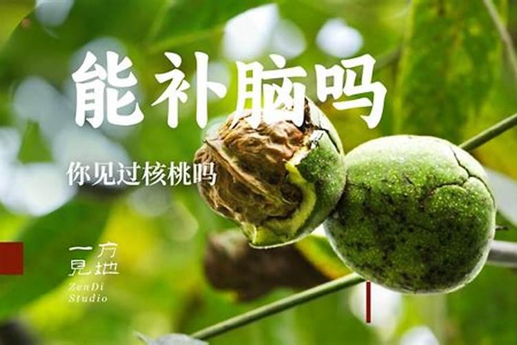 用坏核桃仁怎样做肥料