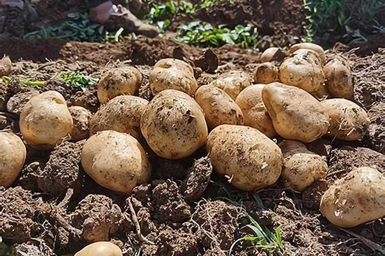 一亩地施多少有机肥、种土豆用什么肥料最好