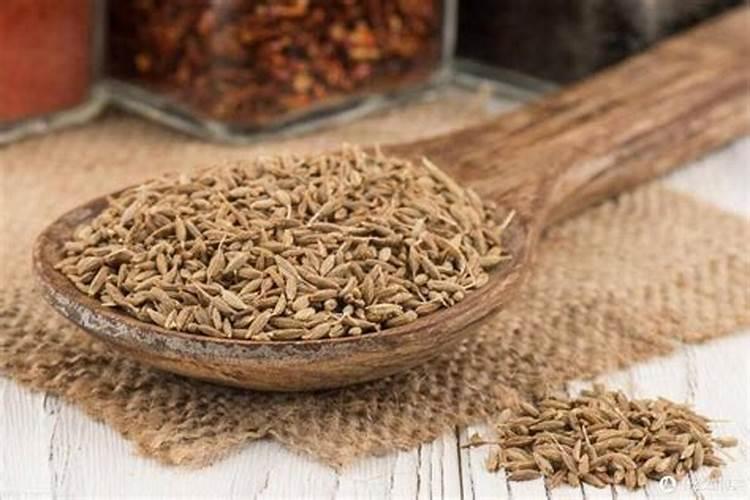 孜然的生长周期有多长？