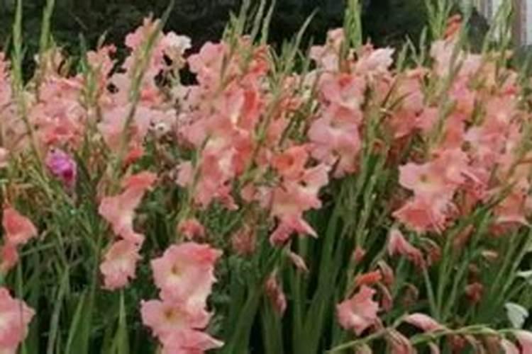 春季种下唐菖蒲种球,每年夏季可复花,容易长子球