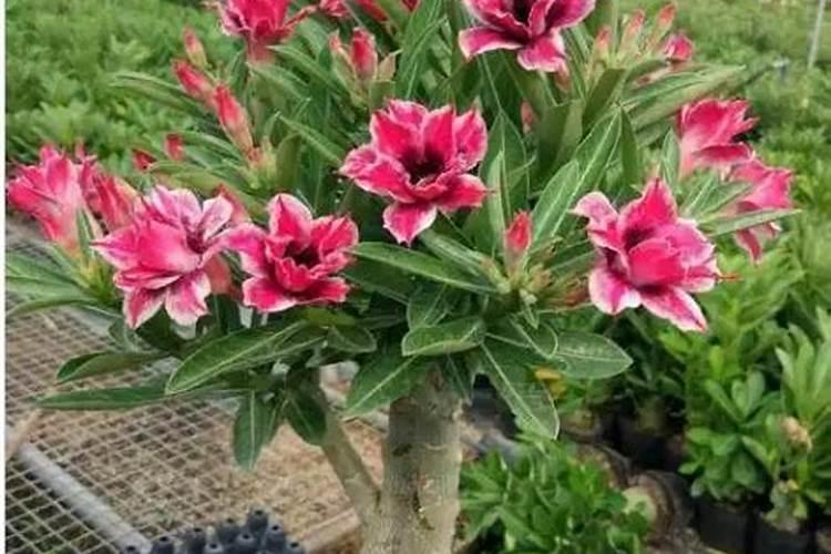 花生开花期要施什么肥