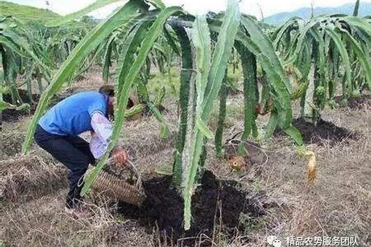 火龙果苗什么时候施肥
