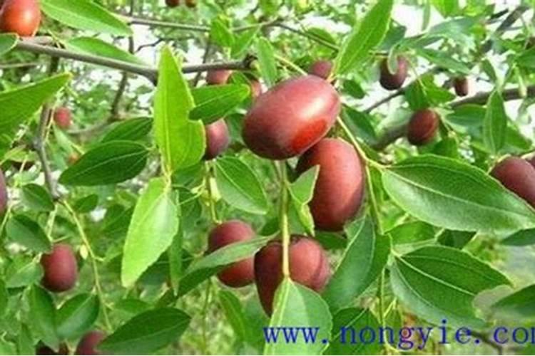枣树开花结果初期施什么肥