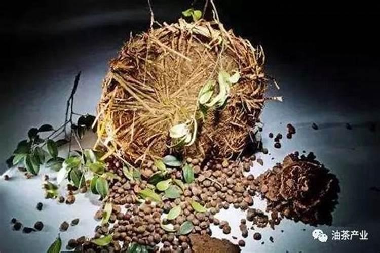 冰淇淋粉可不可以化水做肥？