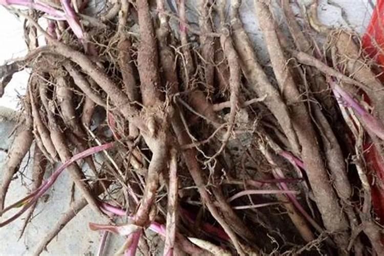 赤芍种植用什么叶面肥比较好？