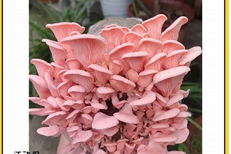 菌棒怎么养出蘑菇来 菌棒做有机肥效果怎么样