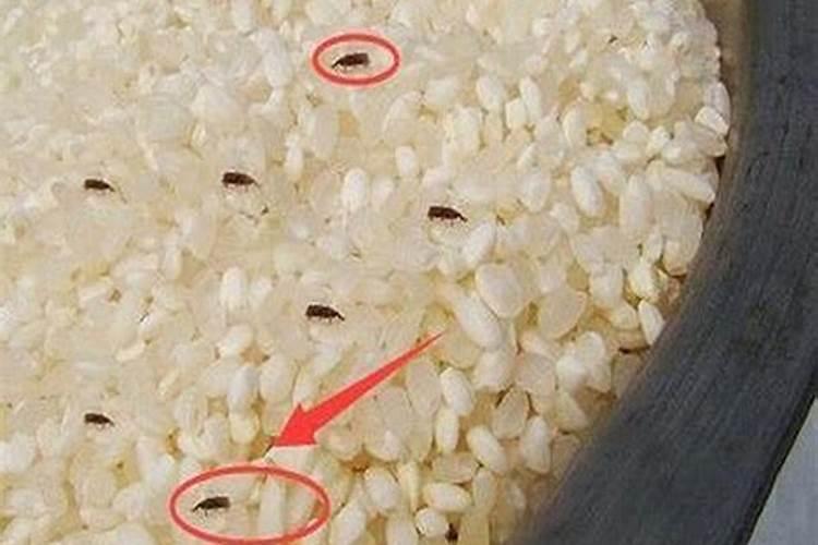 生虫子的小米怎么做花肥