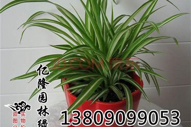 金边吊兰用什么肥好