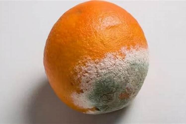 烂菜叶和水果皮怎么制作种菜肥料