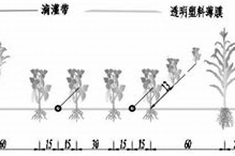 你好,请问玉米专用肥黄豆使用可以吗？