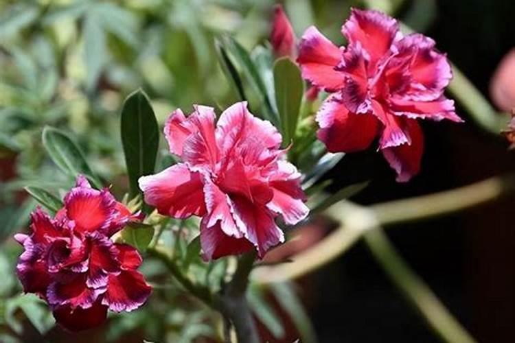 很多人都喜欢吃芋头,芋头种植该怎么管理你知道吗？