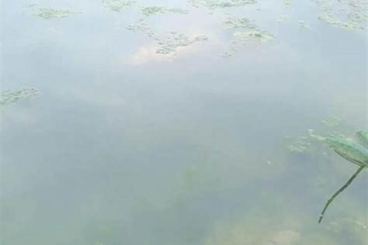 油菜喷施硼肥最佳时期