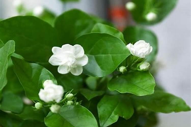 茉莉什么时候施肥 茉莉哪时候适合施肥