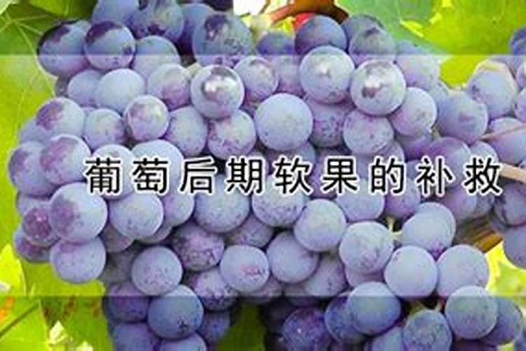 家里的果树到了膨果期了,该施什么肥？