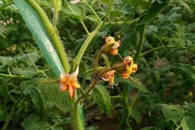 番茄开花期用哪类叶面肥能助力生长？