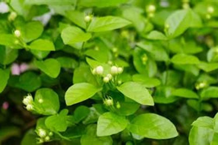 茉莉花施什么肥最好 适合用什么肥料