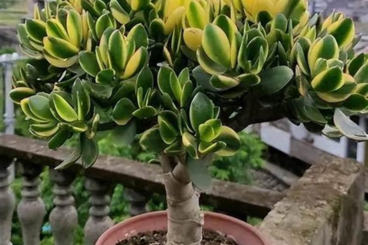 玉树种植用什么肥料