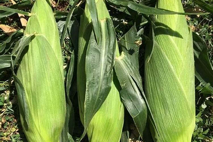 玉米扬花期能打叶面肥吗