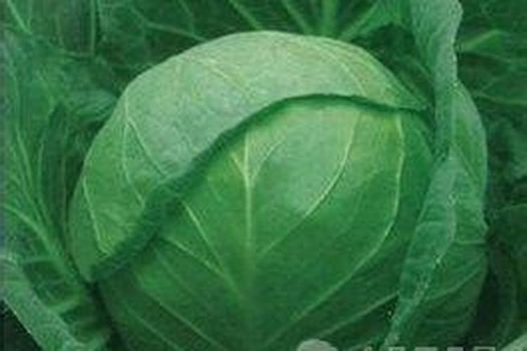 柑桔树一旦发生碎叶病用什么农药进行防治？