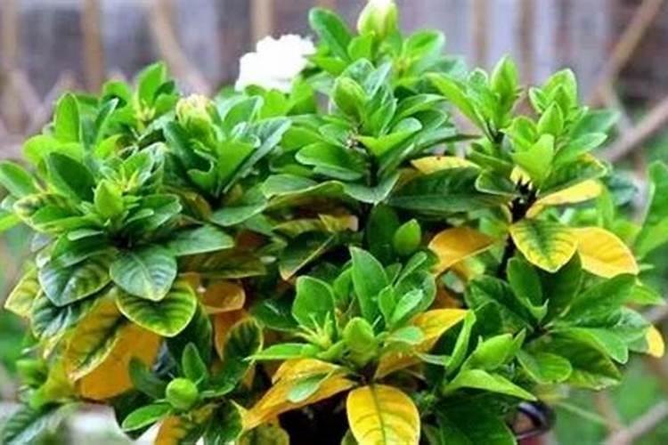 发酵好的草莓能不能给栀子花代替肥料
