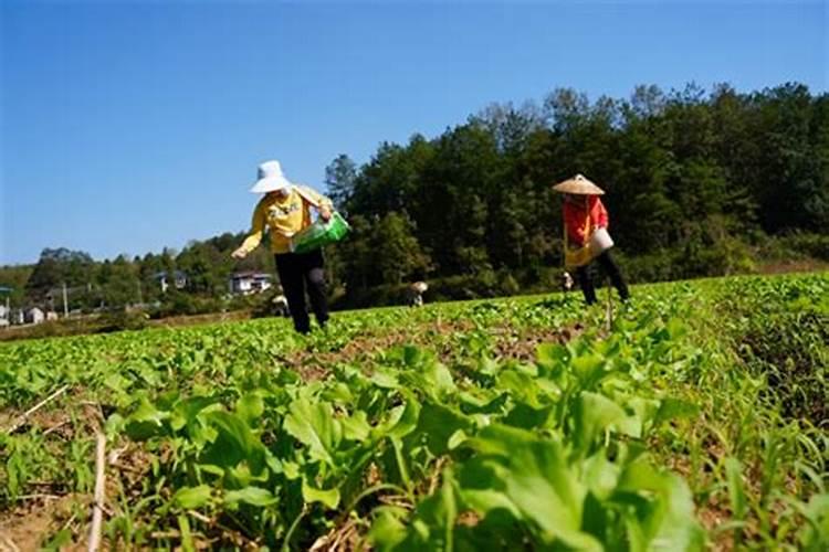 九月份以后,广东省还能种植什么瓜豆？