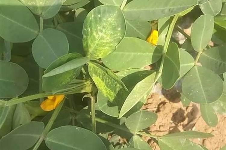 花生黄叶用什么肥料比较好？