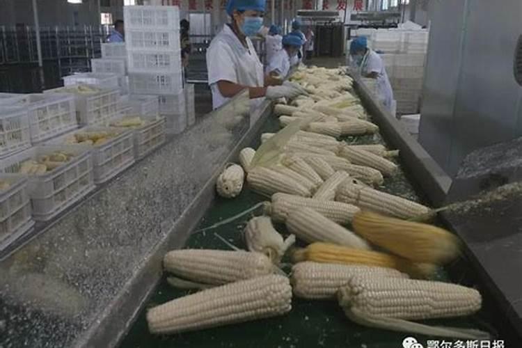 玉米水溶肥的使用方法