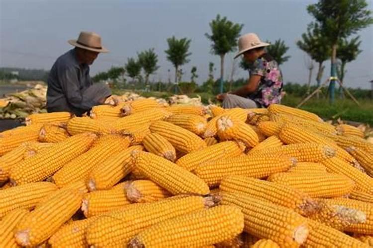 玉米水溶肥在玉米长棒子的时候可以打吗