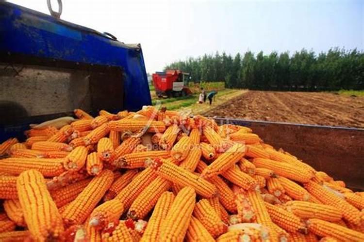 玉米中期使用什么水溶肥