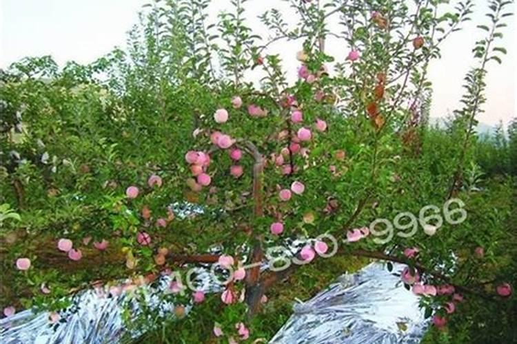 苹果套袋以后应该施什么肥料才能让苹果生长得更大？