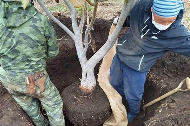 枇杷树每年分几个阶段施肥,每一个阶段该施什么肥？