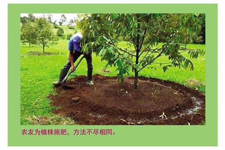 苦瓜施什么肥才挂果多 如何施肥最好