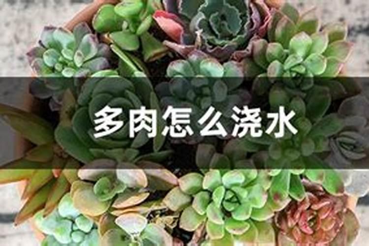 水溶肥如何给多肉施肥？