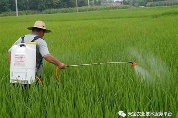 番茄青枯病用氢铜.王铜可以吗？