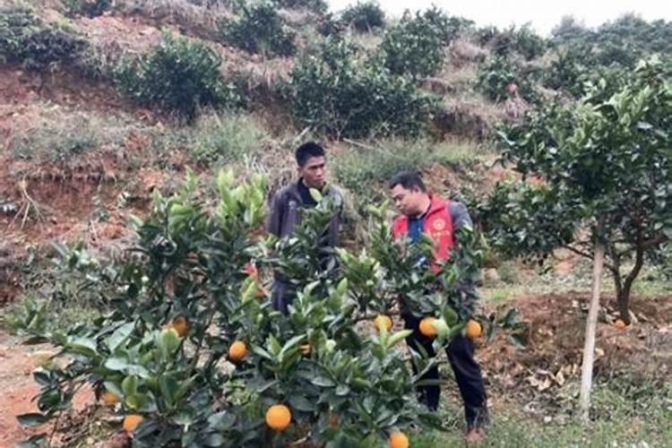 脐橙冬肥施什么肥好？