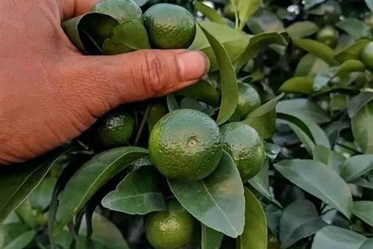 柑橘树什么时候施高钾？