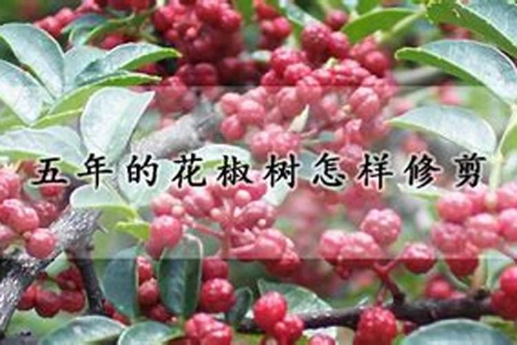 花椒树六月份怎么修剪管理