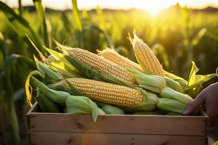 水稻鼓粒精华素可以喷施大豆或玉米叶面肥吗？