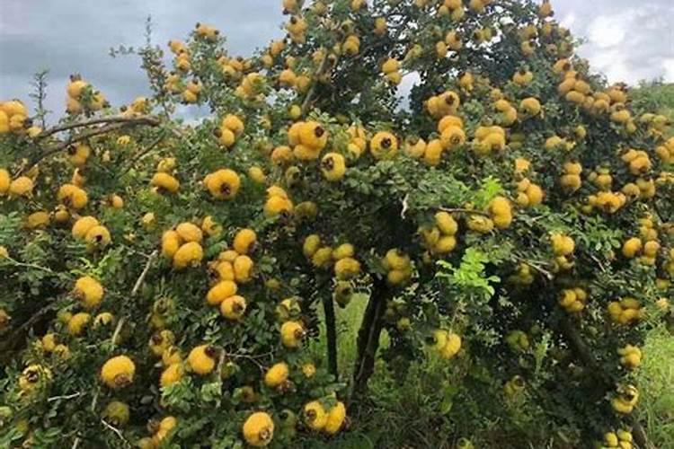 草莓苗是怎么培育的