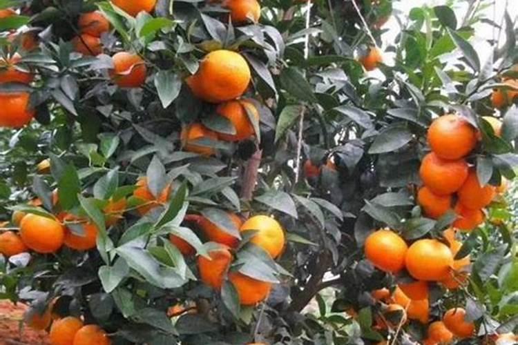 西瓜施什么肥料长的大比较甜