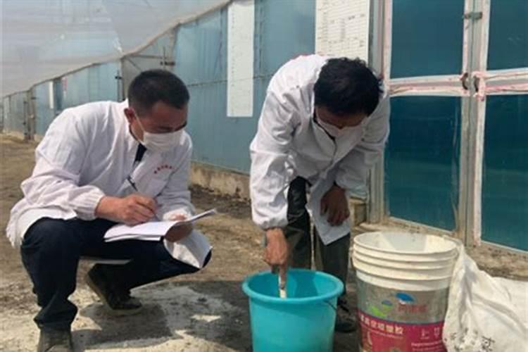 荔枝用什么冲施肥好？荔枝一次冲施多少肥料？荔枝膨果防裂用金泰靓