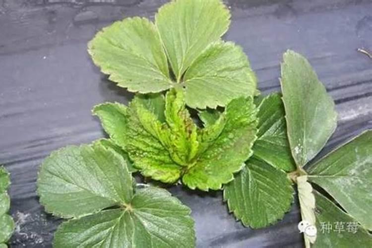 富硒叶面肥效果怎样？在草莓上见效快吗？见